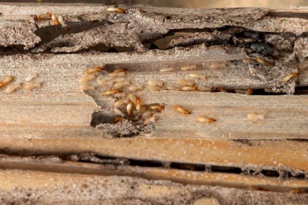 Pest Control Cost in Lake Station, IN