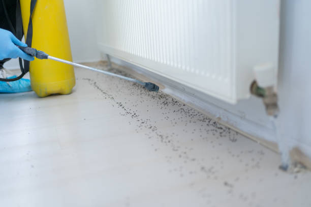 Flea Control Services in Lake Station, IN